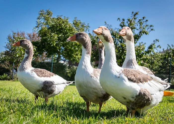 Apartamento Osterhof - Casa Florale