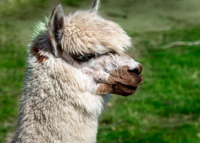 Osterhof - Casa Florale